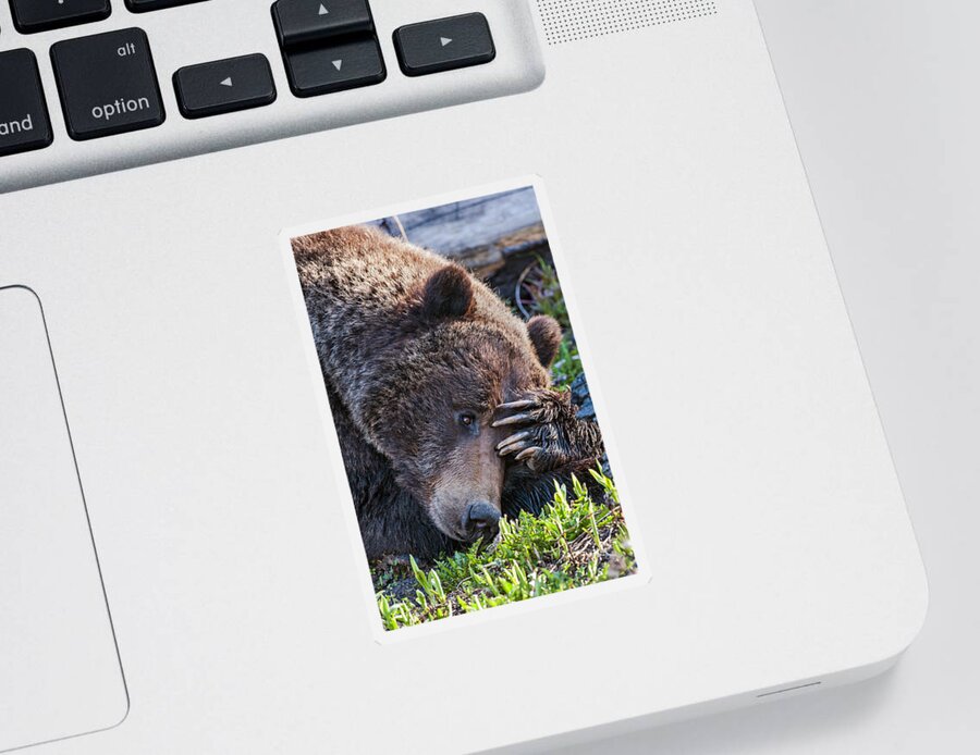 Bear Sticker featuring the photograph Lazy Bear by Wesley Aston