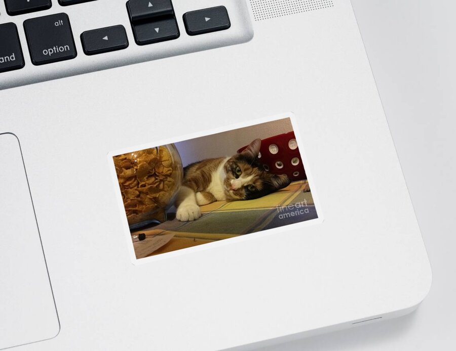 Lady Sticker featuring the photograph Lazy Cat by Donato Iannuzzi
