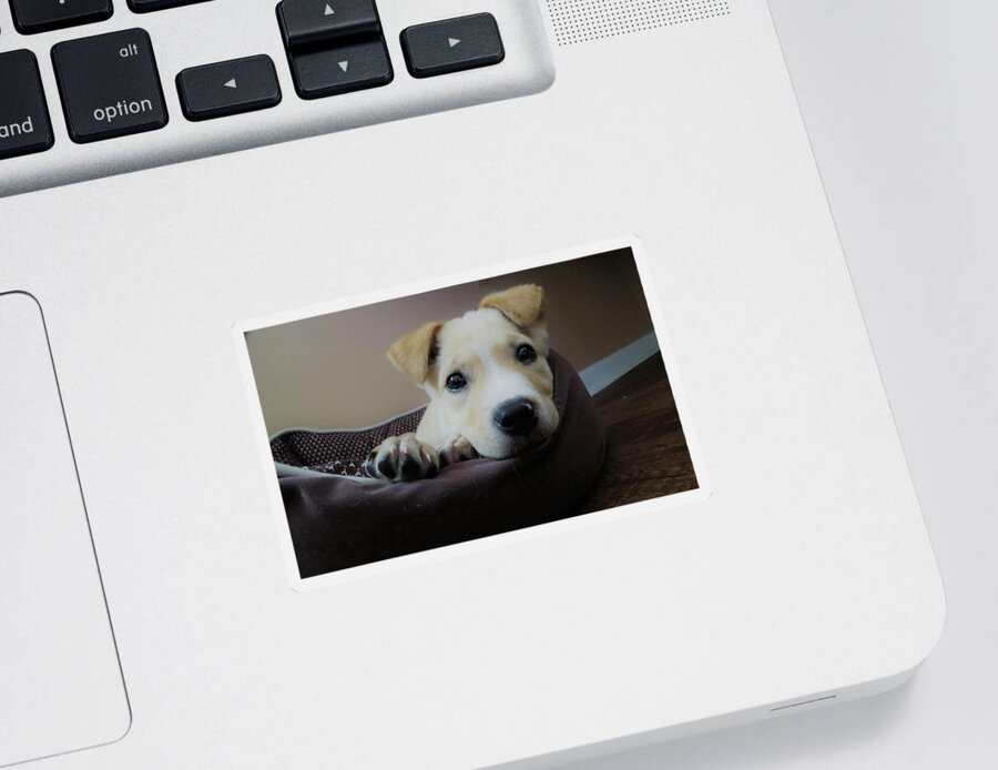 Pet Sticker featuring the photograph Lazy day by Aaron Martens