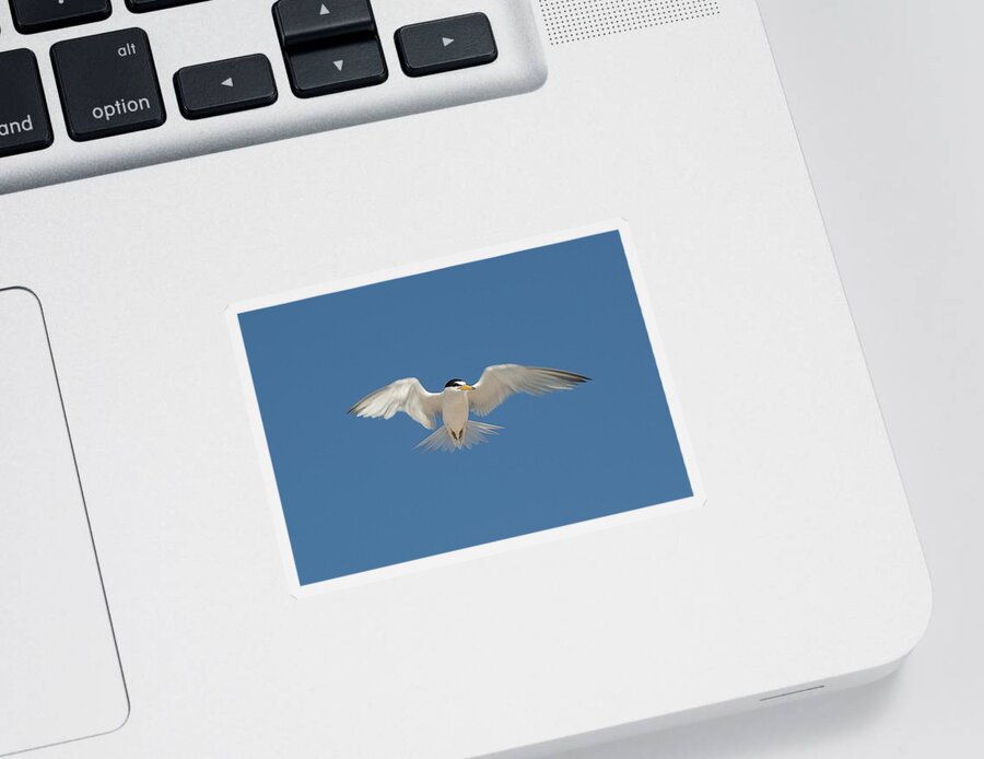 Bird Sticker featuring the photograph Least Tern 2 by Kenneth Albin
