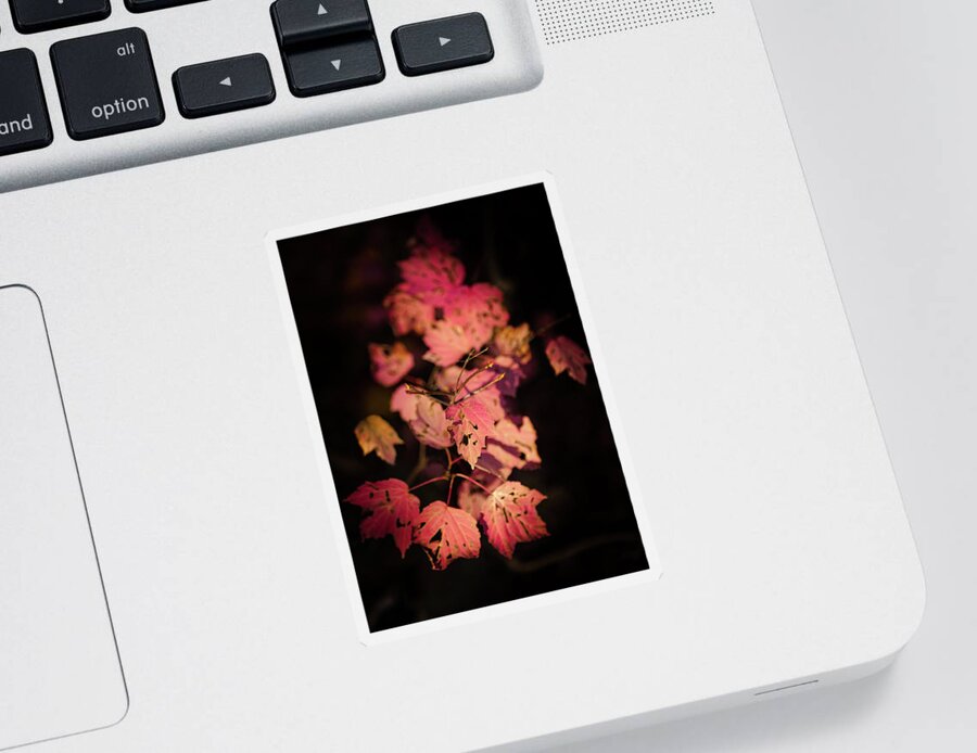 Autumn Pink Leaves Sticker featuring the photograph LEAVES of SURRENDER by Karen Wiles