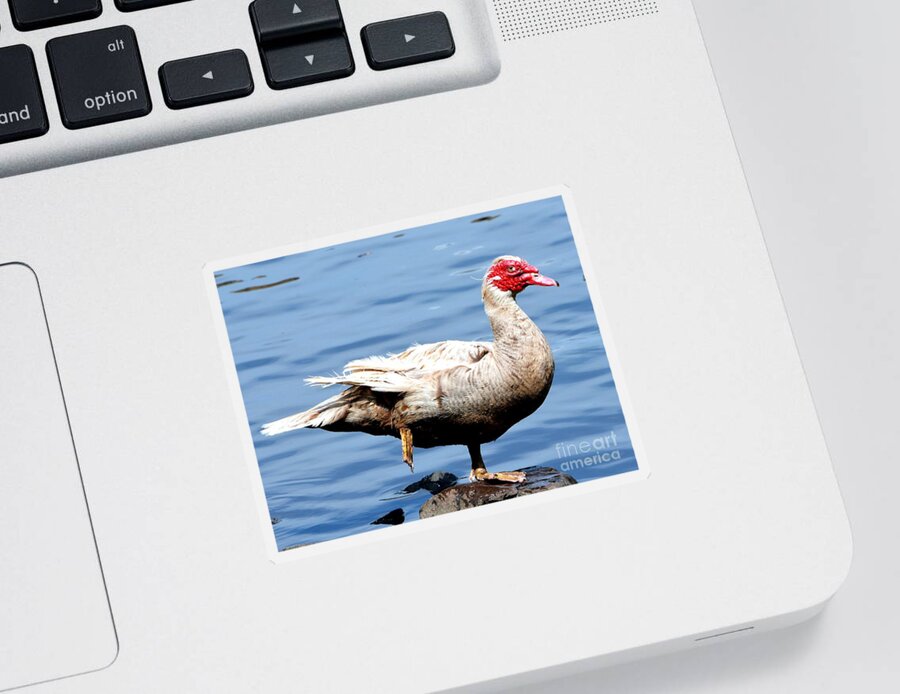 Goose Sticker featuring the photograph Leg Up by Dani McEvoy