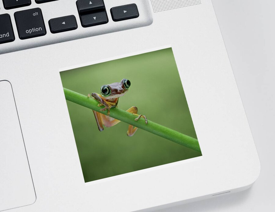 Frogs Sticker featuring the photograph Lemur Tree Frog - 2 by Nikolyn McDonald