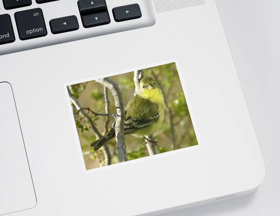 American Goldfinch Sticker featuring the photograph Lesser Goldfinch 1 by Judy Kennedy