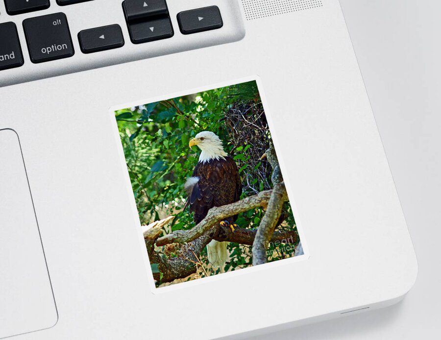 Fine Art Photography Sticker featuring the photograph Let Freedom Ring by Patricia Griffin Brett