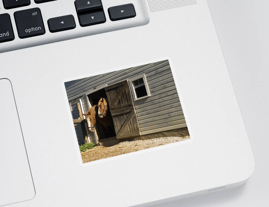 Two Horses Standing Inside Narrow Barn Door Sticker featuring the photograph Let's Go Out by Sally Weigand