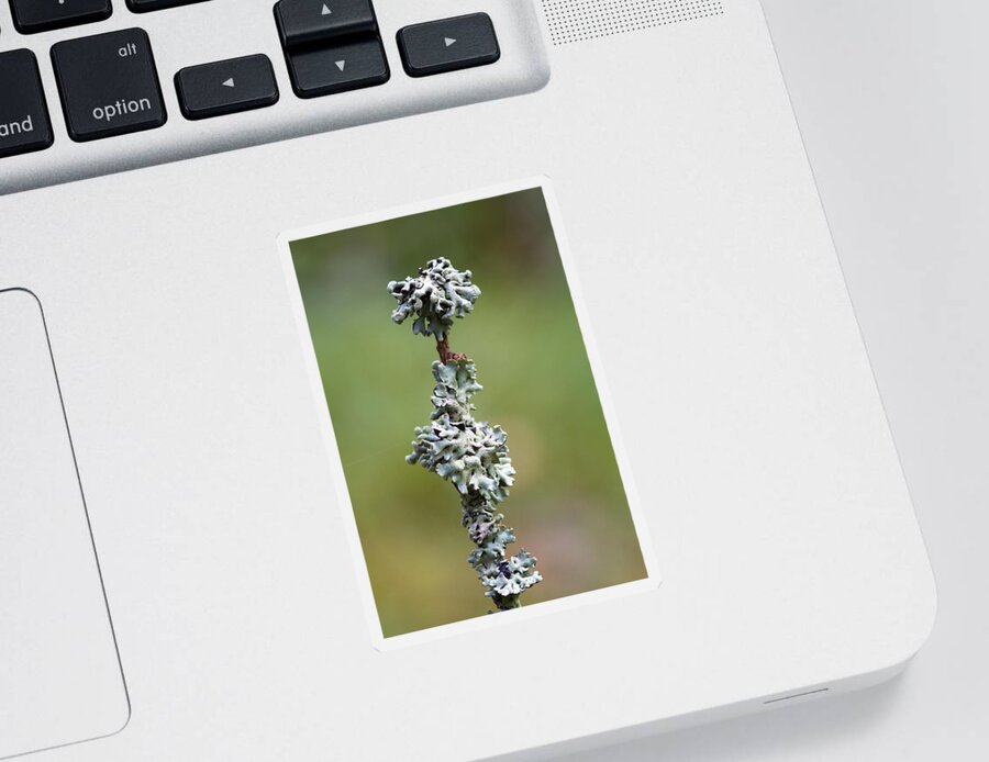 Lichen Sticker featuring the photograph Lichens by Chris Smith