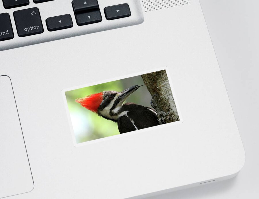 Pileated Woodpecker Sticker featuring the photograph Lick It Up - Pileated Woodpecker by Meg Rousher