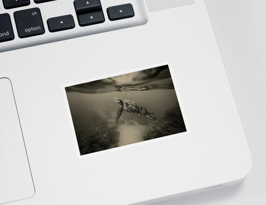 Turtle Sticker featuring the photograph Life Underwater by Mountain Dreams