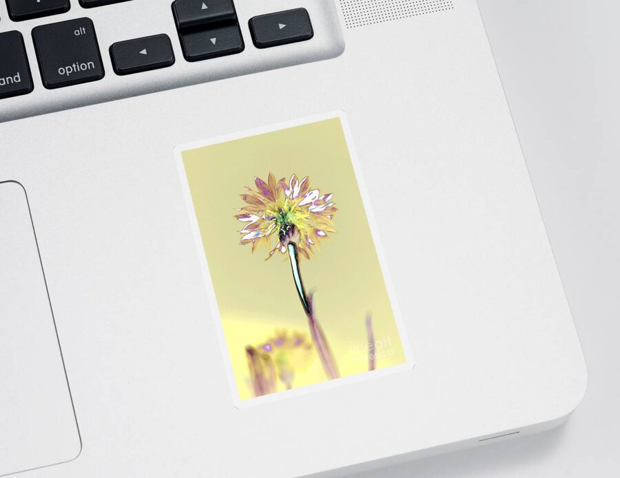 Flower Sticker featuring the photograph Light and Lovely by Dani McEvoy