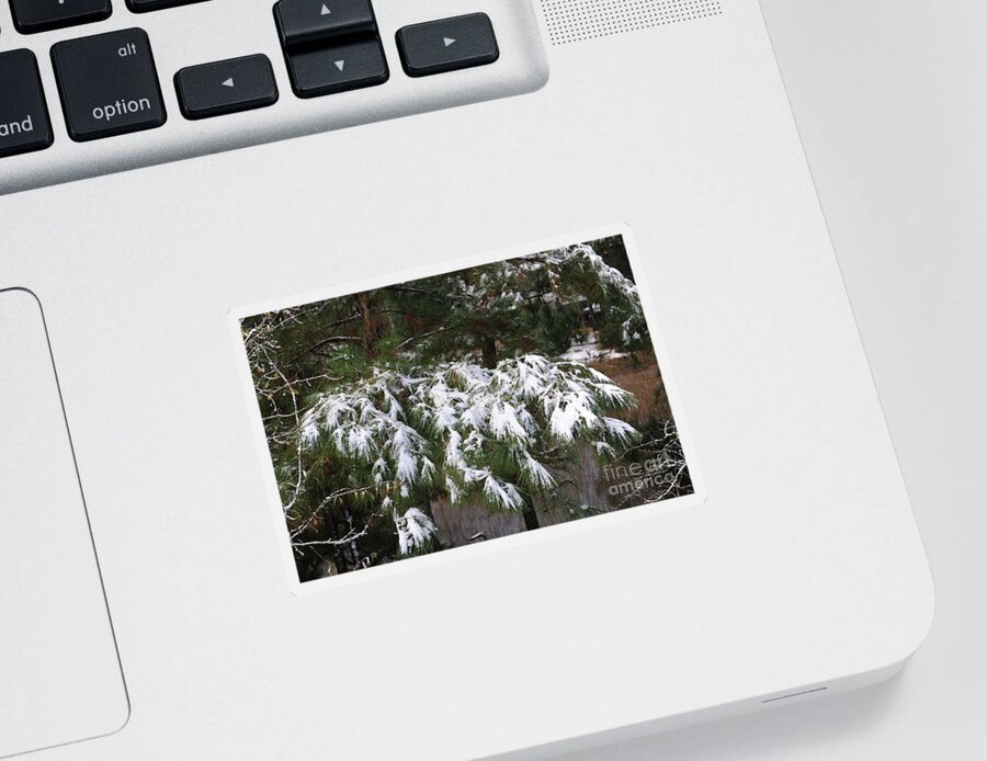 Snow Sticker featuring the photograph Light Dusting of Snow by Dale Powell