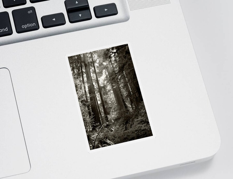 Redwoods Sticker featuring the photograph Light through Redwoods by Kathleen Grace