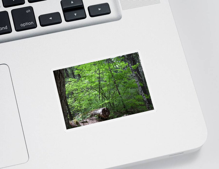 Lighting Up Sticker featuring the photograph Lighting Up My World Forest Photography by Omashte by Omaste Witkowski