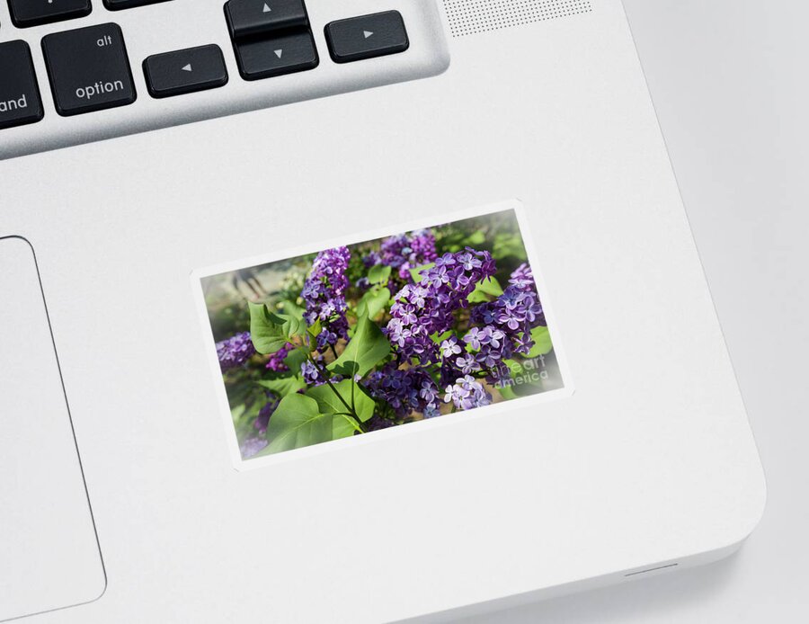 National Arboretum Sticker featuring the photograph Lilac by Agnes Caruso
