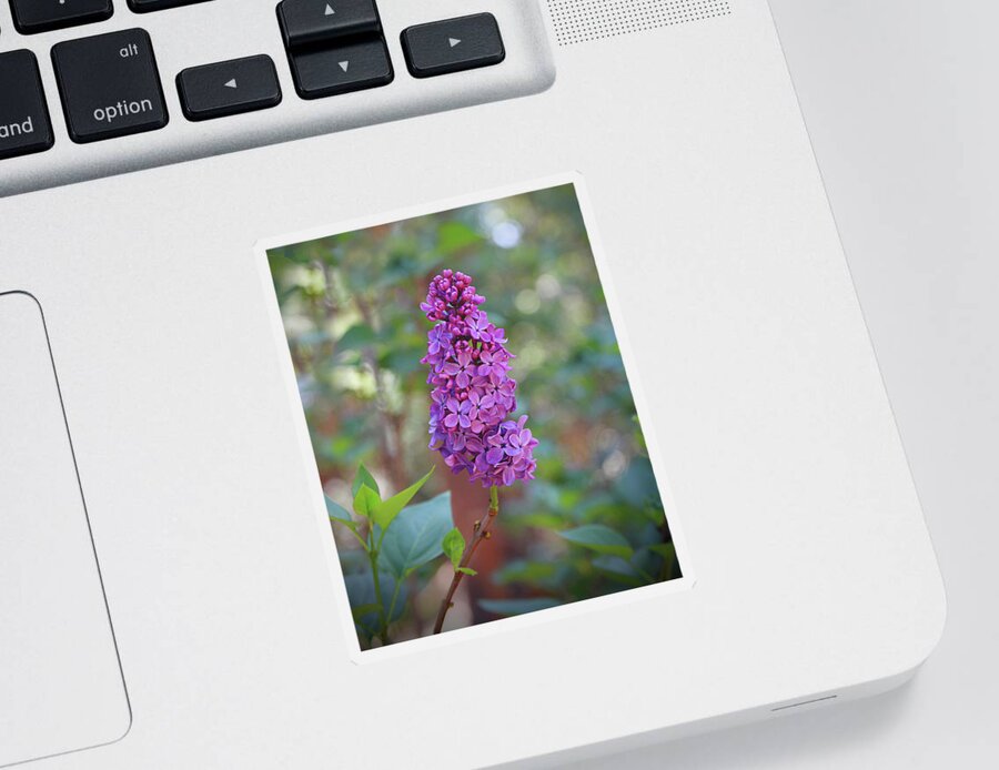 Lilac Sticker featuring the photograph Lilac Bloom- Photography by Linda Woods by Linda Woods