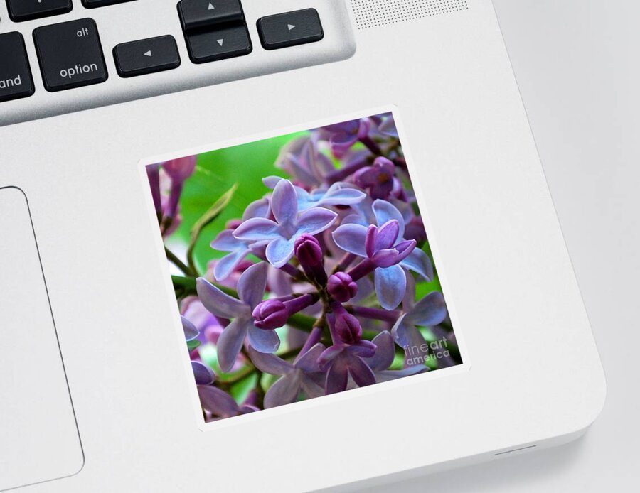 Lilac Sticker featuring the photograph Lilac Blossoms and Buds by Nancy Mueller
