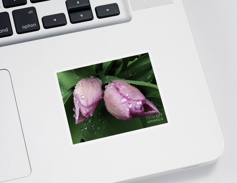 Tulips Sticker featuring the photograph Lilac Drops 2 by Kim Tran