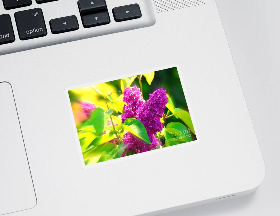 Lilacs Sticker featuring the photograph Lilacs by Susanne Van Hulst