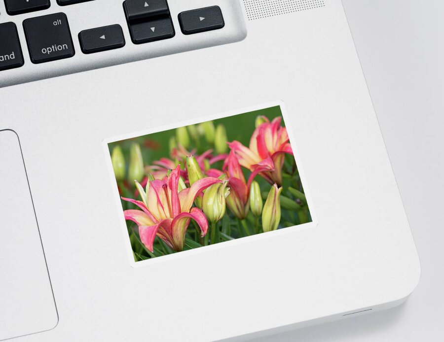 Red And Yellow Lily Sticker featuring the photograph Lily Display by Steve Purnell