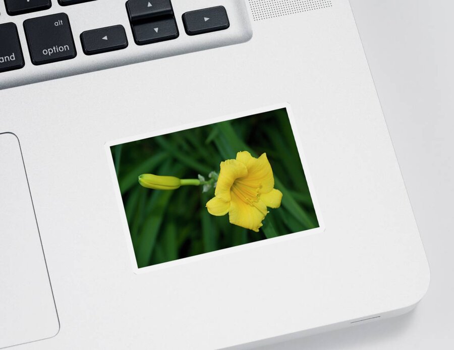 Yellow Flowers Sticker featuring the photograph Lily Flower by Ee Photography