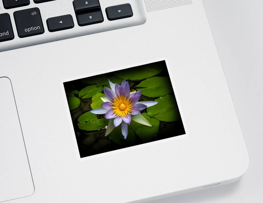 Bonnie Follett Sticker featuring the photograph Lily Queen of the Pond by Bonnie Follett