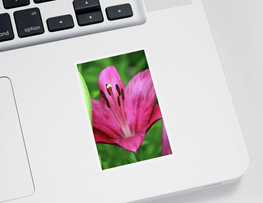 Lily Sticker featuring the photograph Lily - Simply Spring 04 by Pamela Critchlow