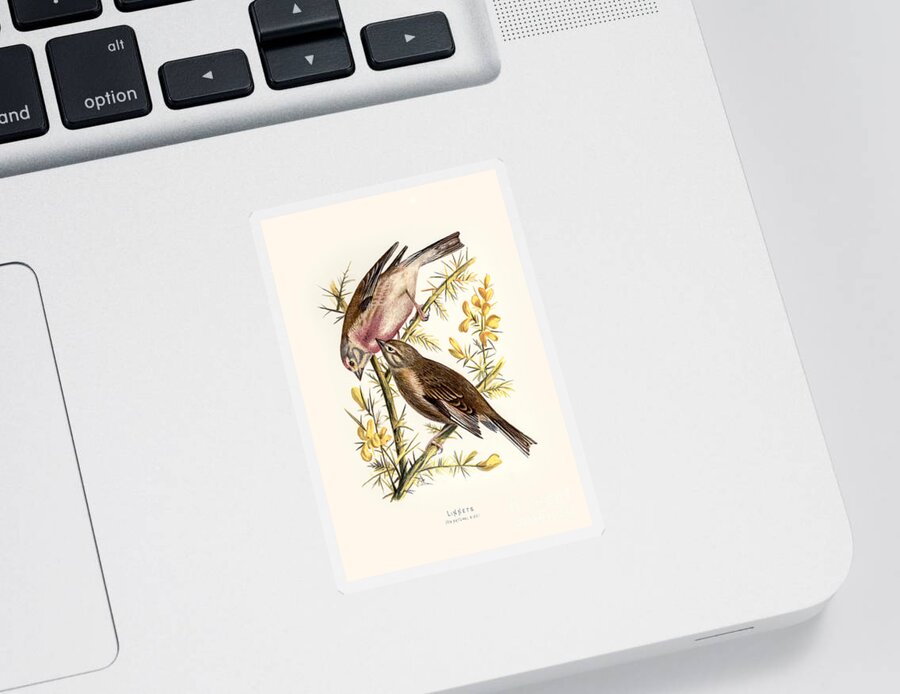 Birds Sticker featuring the digital art Linnets Restored by Pablo Avanzini