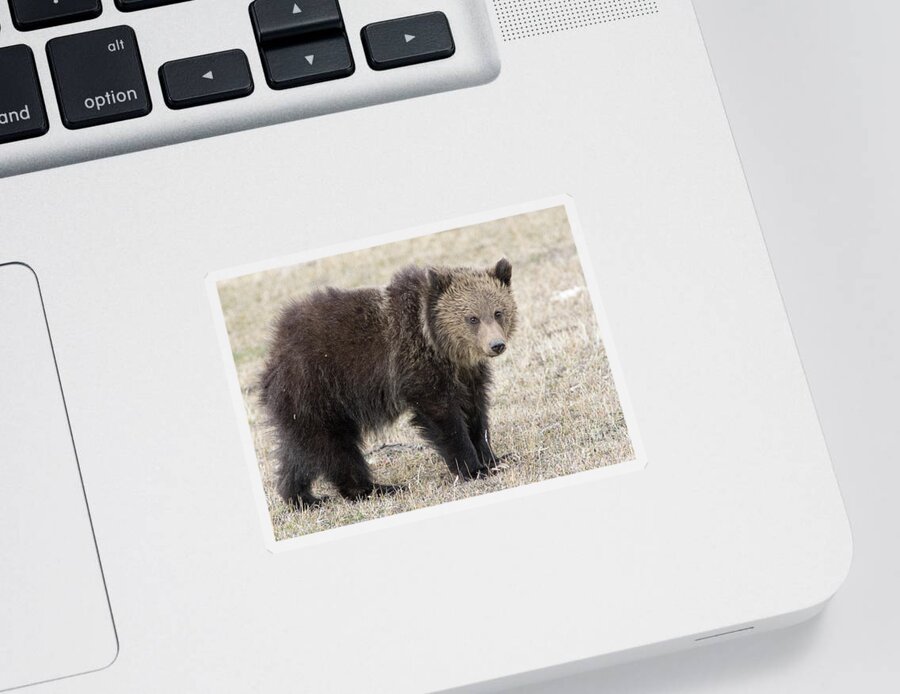 Grizzly Cub Sticker featuring the photograph Little America Cub by Deby Dixon