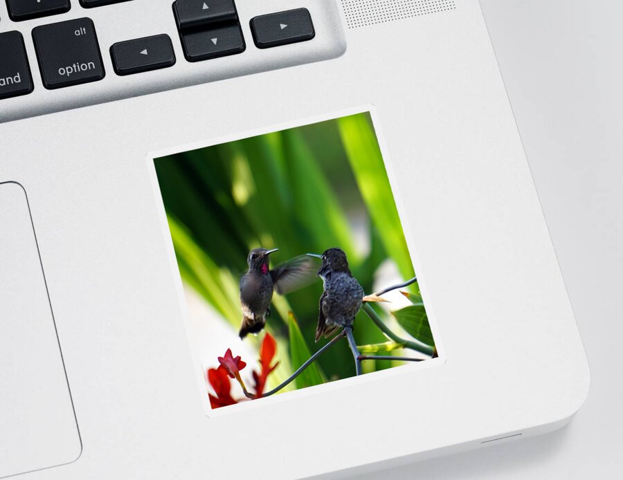 Humming Bird Sticker featuring the photograph Little bit of Love by Wayne Enslow