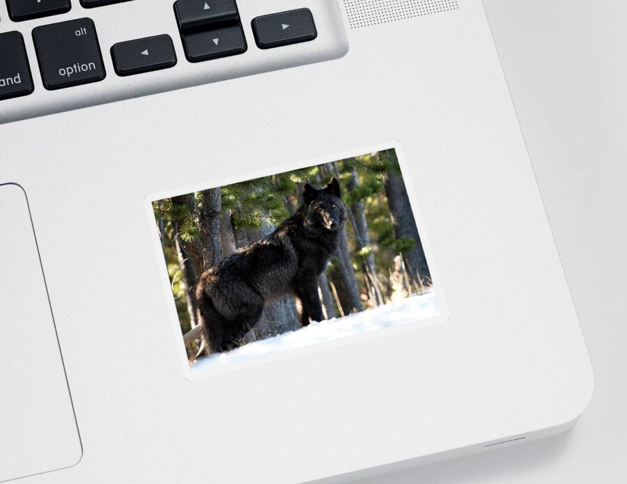 Wolf Sticker featuring the photograph Little Blackie by Deby Dixon