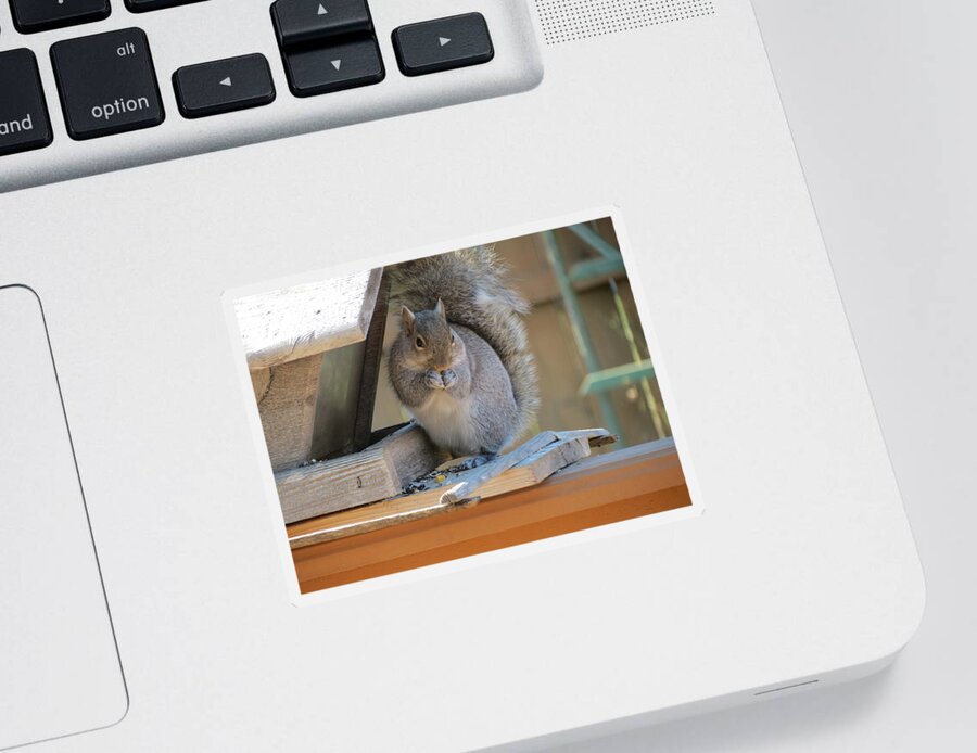 Squirrel Sticker featuring the photograph Little Gray Squirrel Eating by Kay Novy
