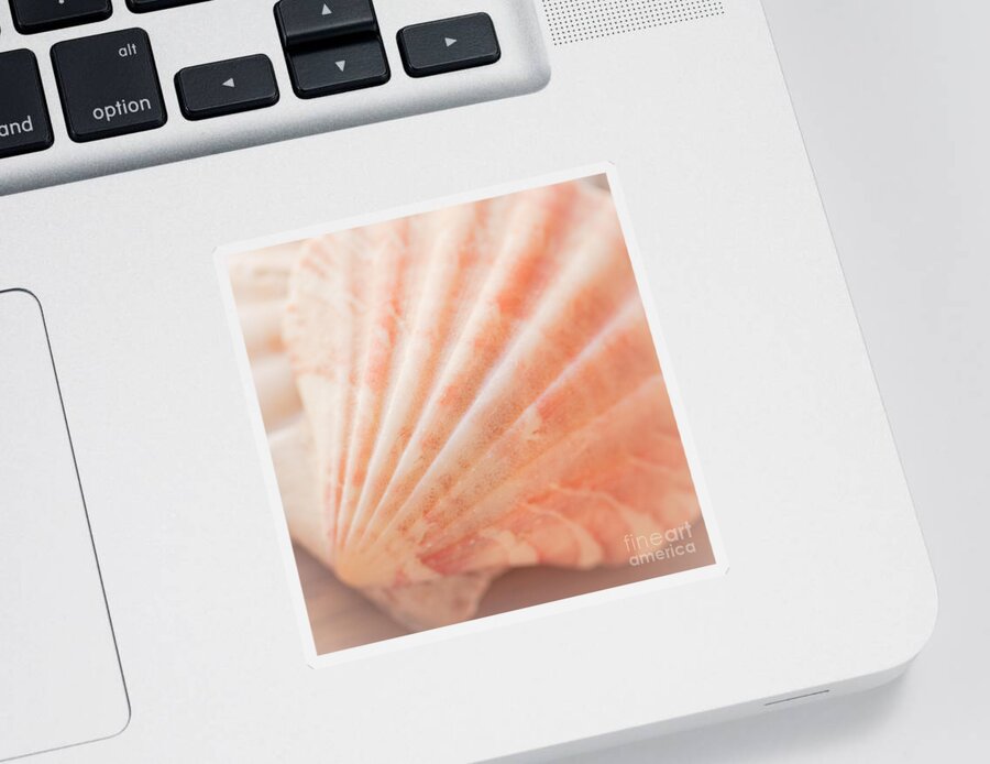 Seashell Sticker featuring the photograph Little Seashell by Ana V Ramirez