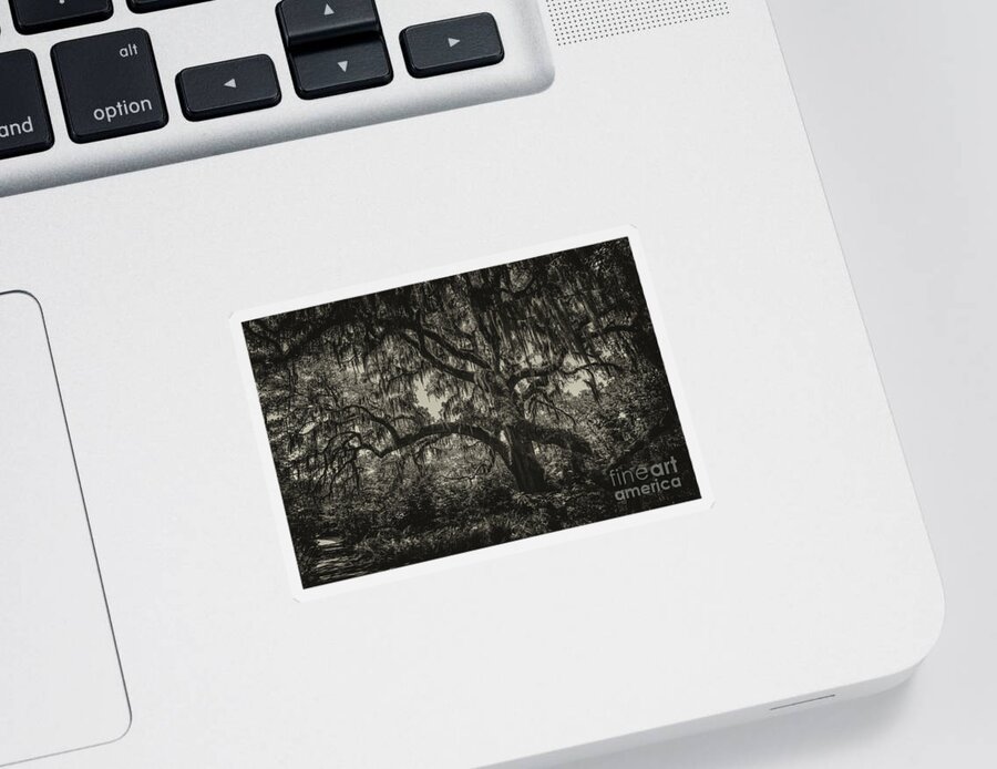 Live Oak Tree Sticker featuring the photograph Live Oak Tree Sepia by Dale Powell