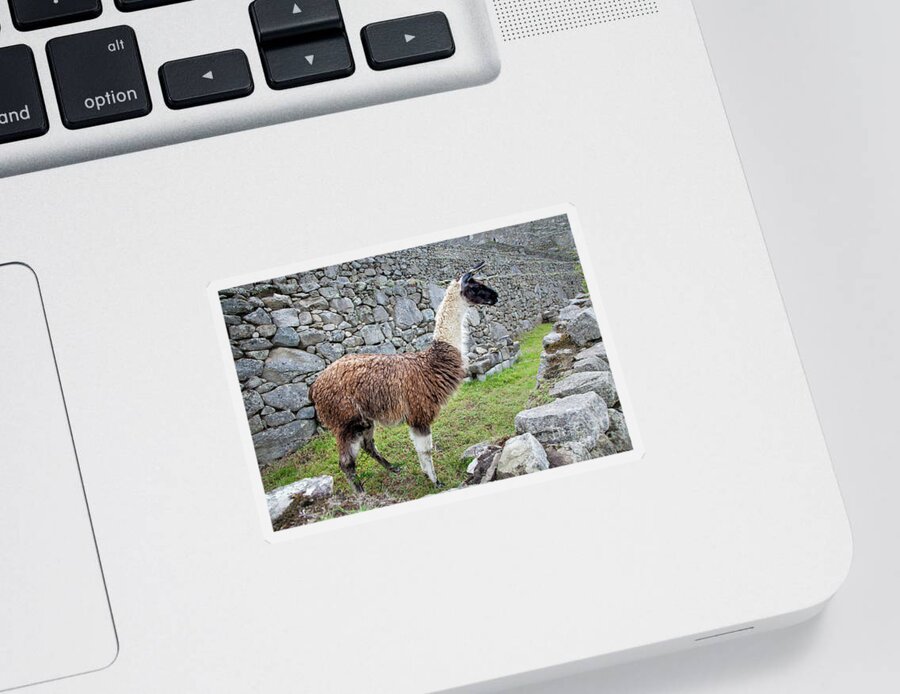 Machupiccchu Sticker featuring the photograph Llama At Machu Picchu by Timothy Hacker