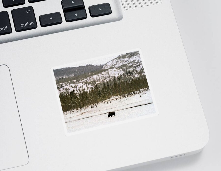 Yellowstone Sticker featuring the photograph Lone Buffalo by Susan Rissi Tregoning