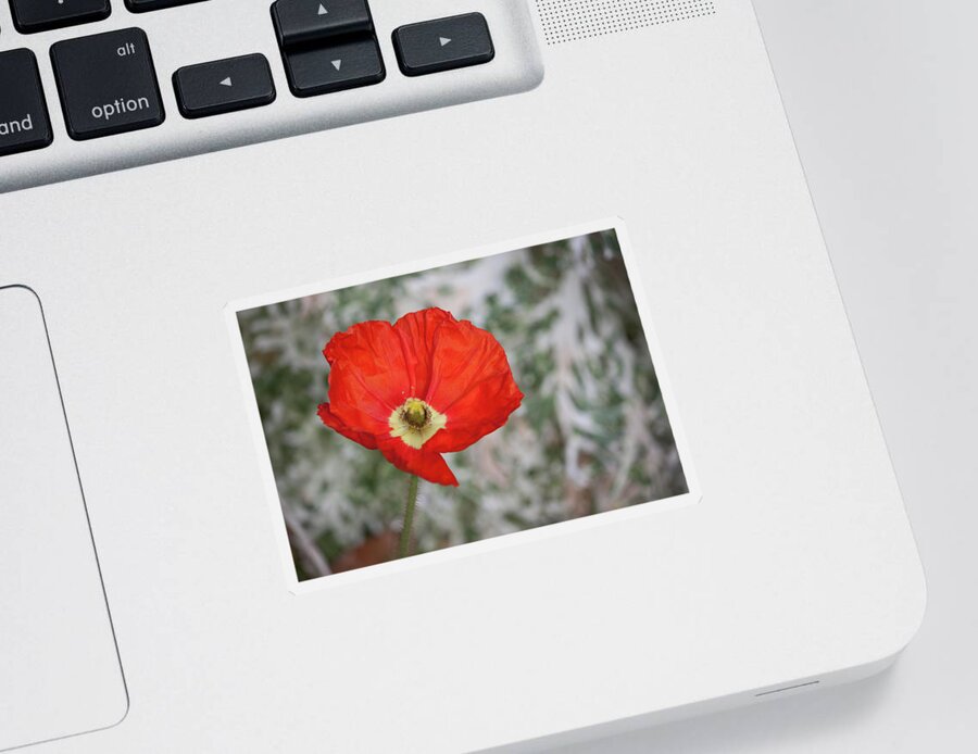 Photograph Sticker featuring the photograph Lone Poppy by Suzanne Gaff