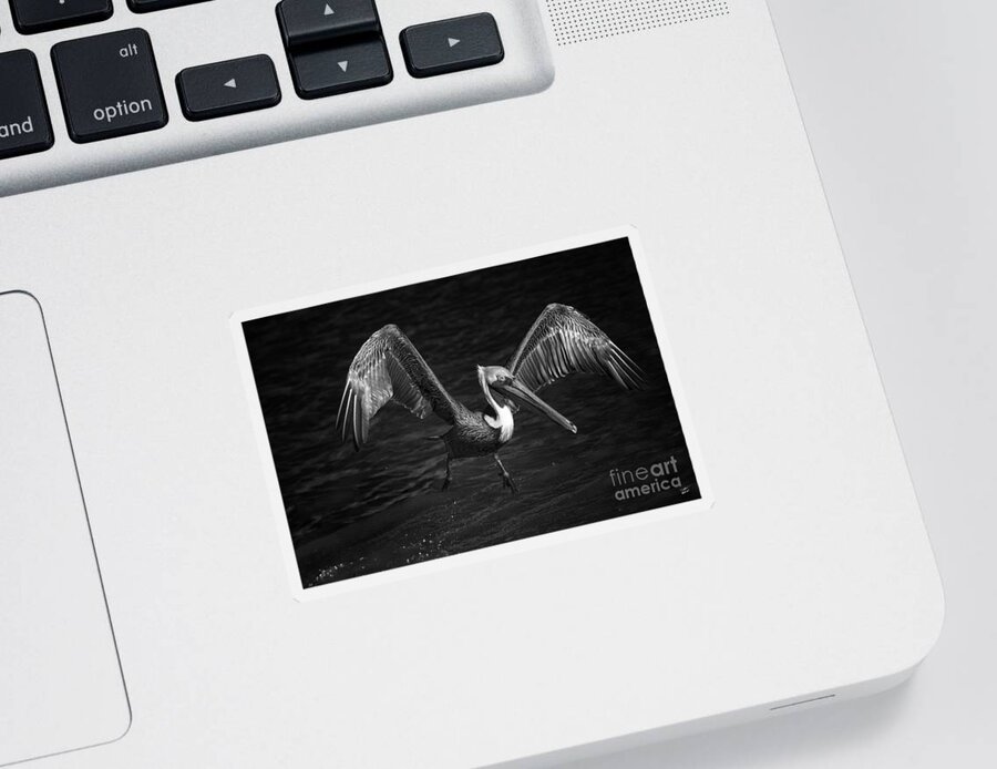Pelican In Flight Sticker featuring the photograph Lone Pelican in flight - black and white by Stefano Senise