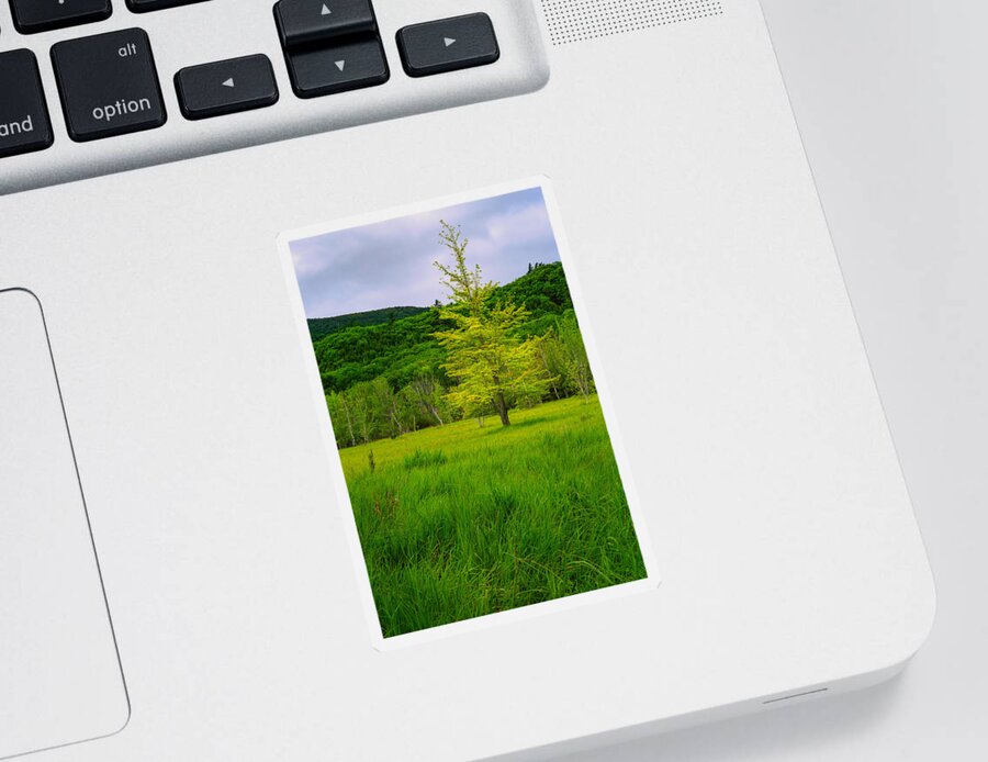 Acadia Sticker featuring the photograph Lone Tree Sieur de Mont Woodland Acadia by Jeff Sinon