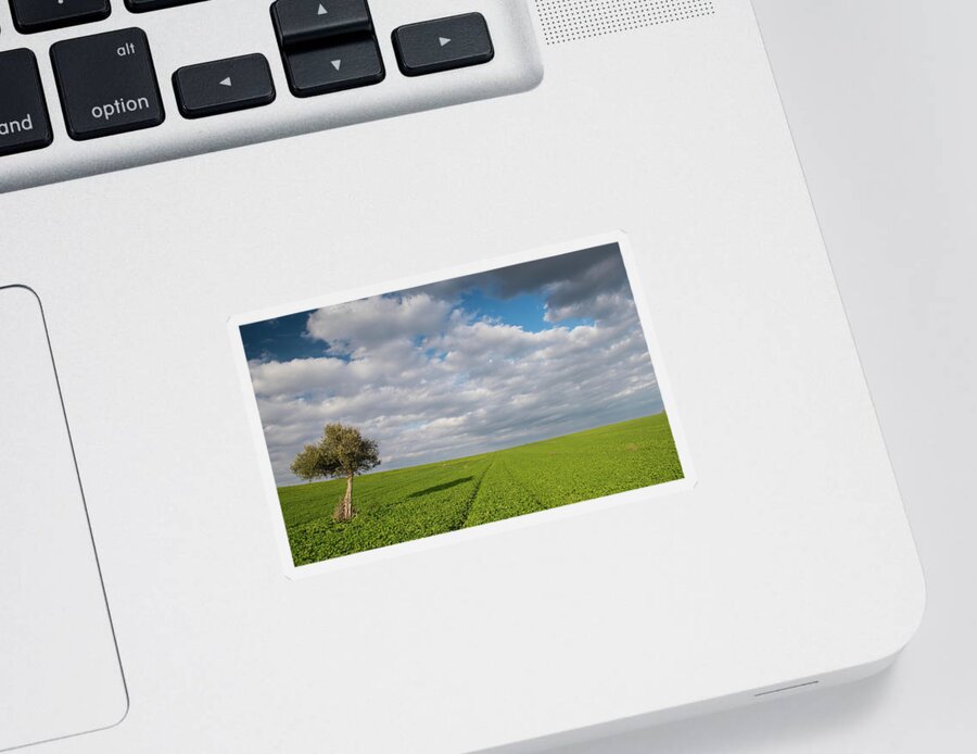 Olive Tree Sticker featuring the photograph Lonely Olive tree in a green field and moving clouds by Michalakis Ppalis