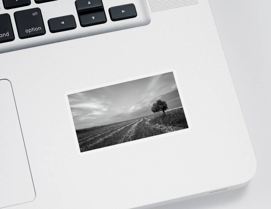 Olive Tree Sticker featuring the photograph Lonely Olive tree in the field. #1 by Michalakis Ppalis