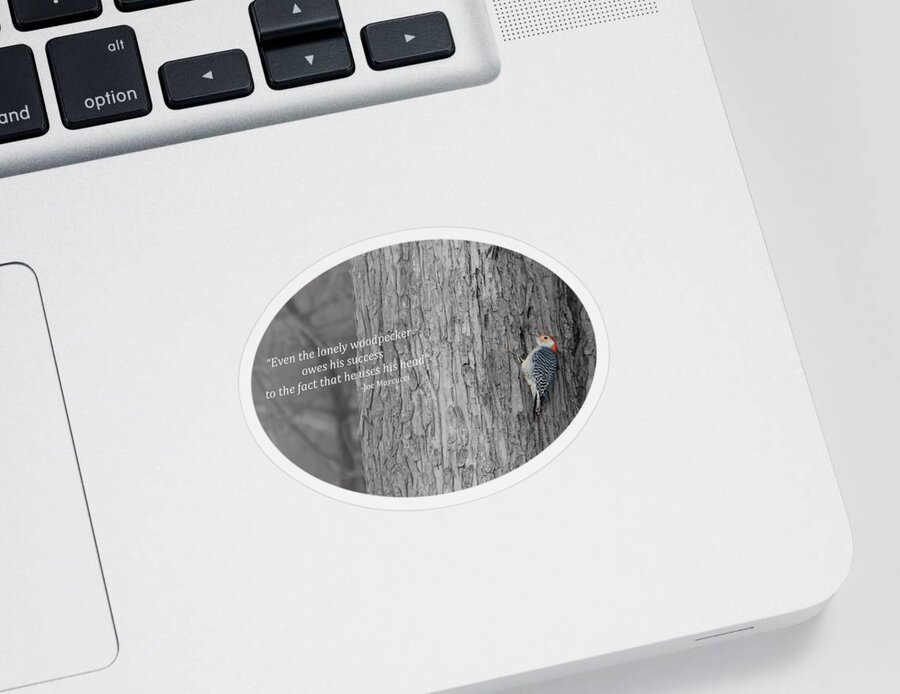 Red-bellied Woodpecker Sticker featuring the photograph Lonely Woodpecker by Holden The Moment