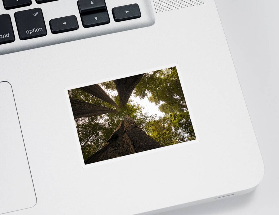 Redwoods Sticker featuring the photograph Look Up Way Up by Vivian Christopher