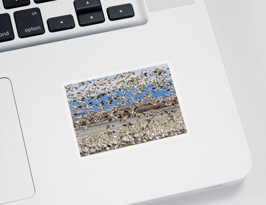California Sticker featuring the photograph Looking For a Place to Land by Marc Crumpler