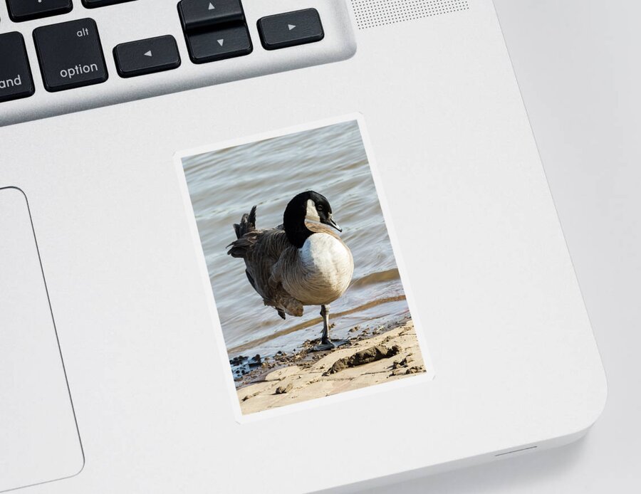 Jan Holden Sticker featuring the photograph Canada Goose Looking Pretty by Holden The Moment