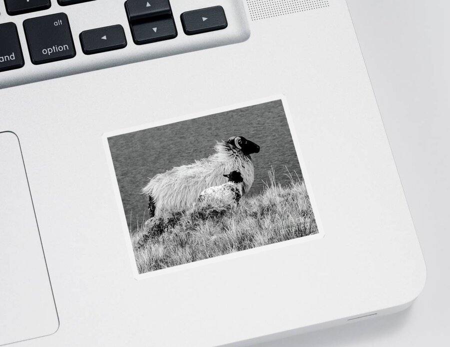 Sheep Of The World Series By Lexa Harpell Sticker featuring the photograph Looking up to You by Lexa Harpell