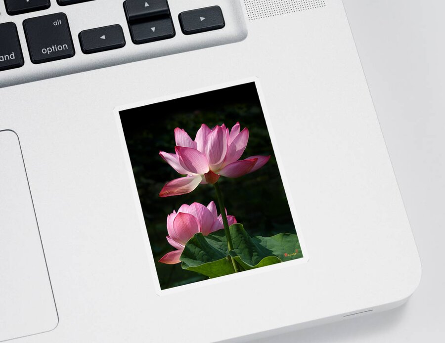 Nature Sticker featuring the photograph Lotus Beauties--Upstaged DL048 by Gerry Gantt