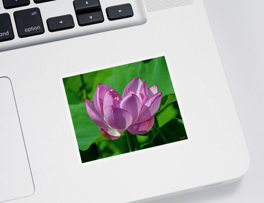 Lotus Sticker featuring the photograph Lotus Beauty--Buxom Beauty i DL0089 by Gerry Gantt