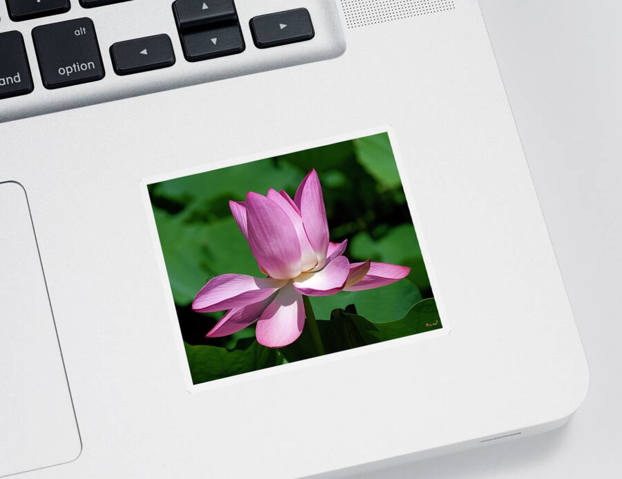 Lotus Sticker featuring the photograph Lotus Bud--Almost There ii DL0097 by Gerry Gantt