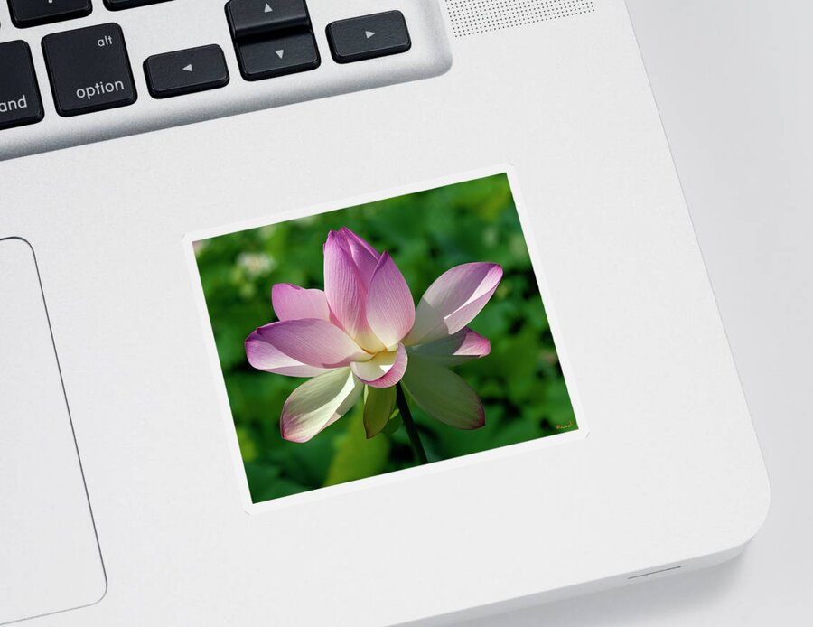 Lotus Sticker featuring the photograph Lotus Bud--Getting the Hang of It iv DL0096 by Gerry Gantt
