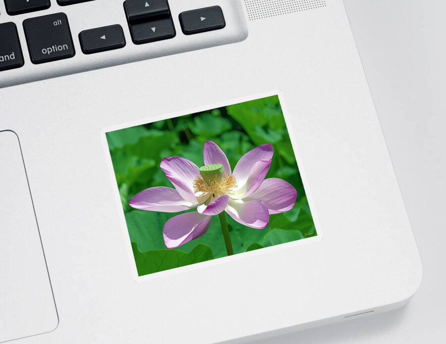 Lotus Sticker featuring the photograph Lotus--Fading iii DL0081 by Gerry Gantt